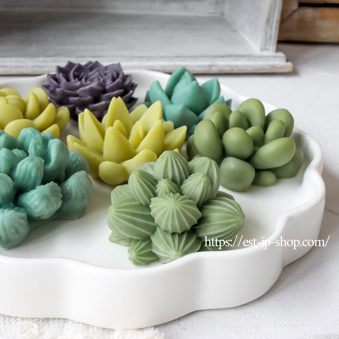 7 types of Succulents