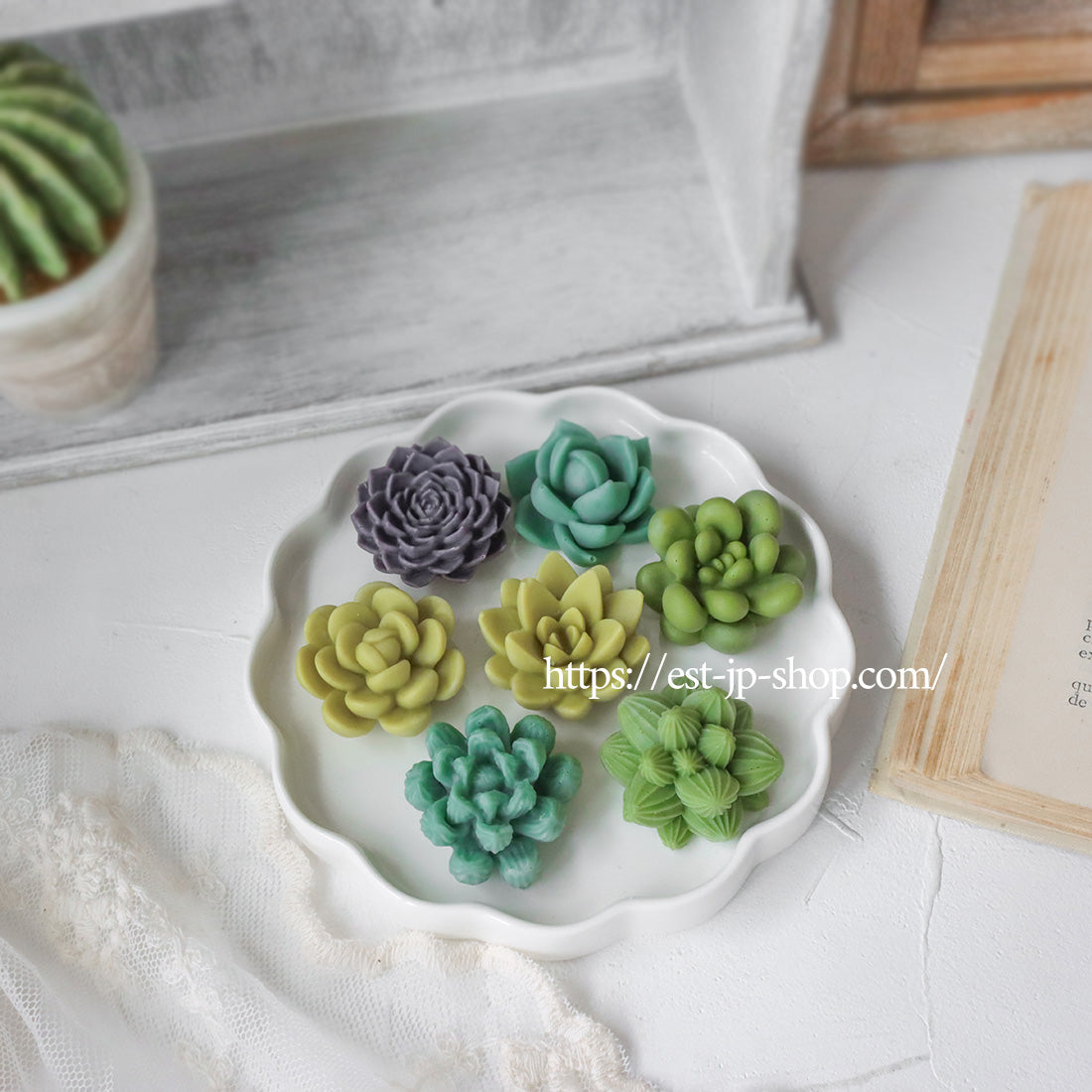 7 types of Succulents