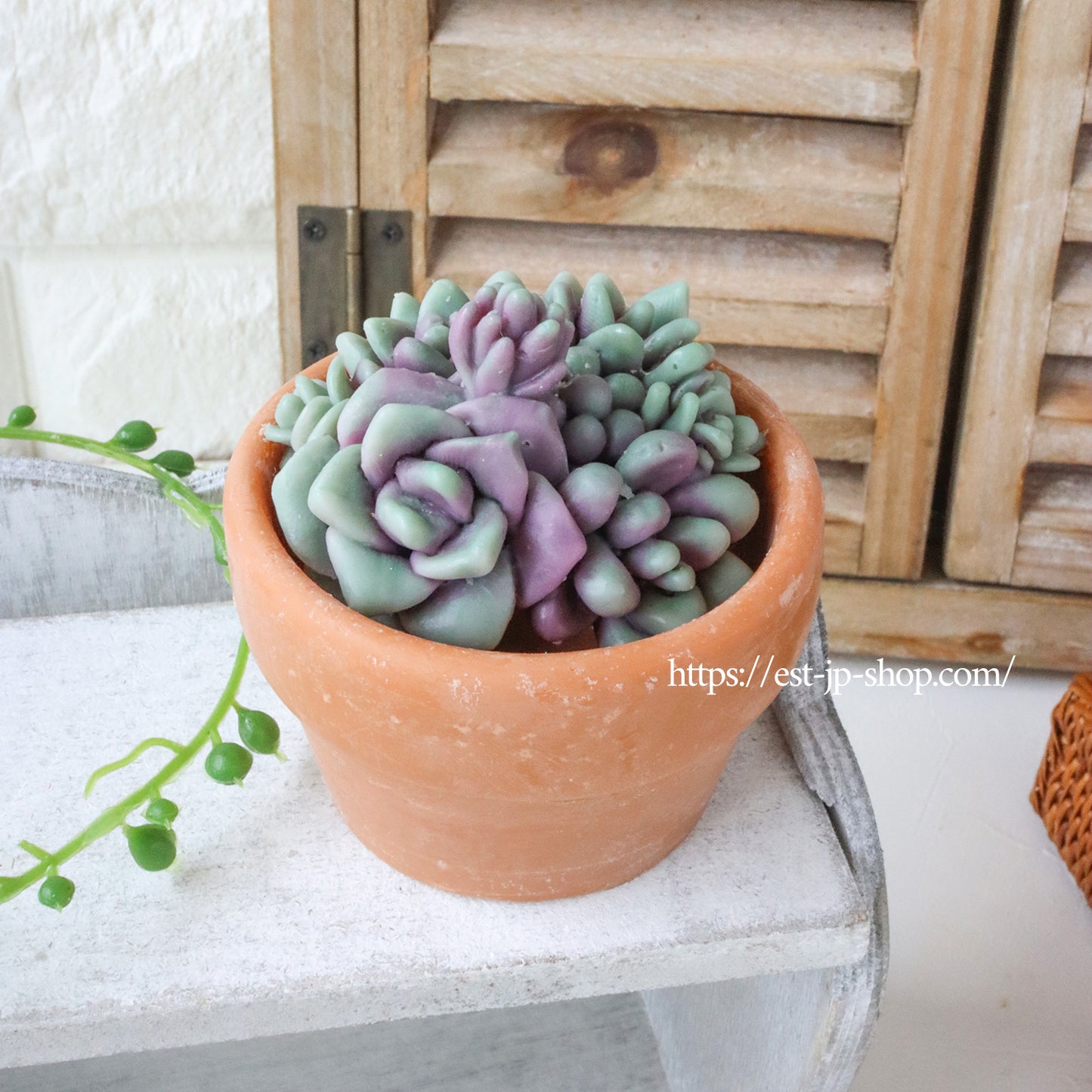 Planted Succulents