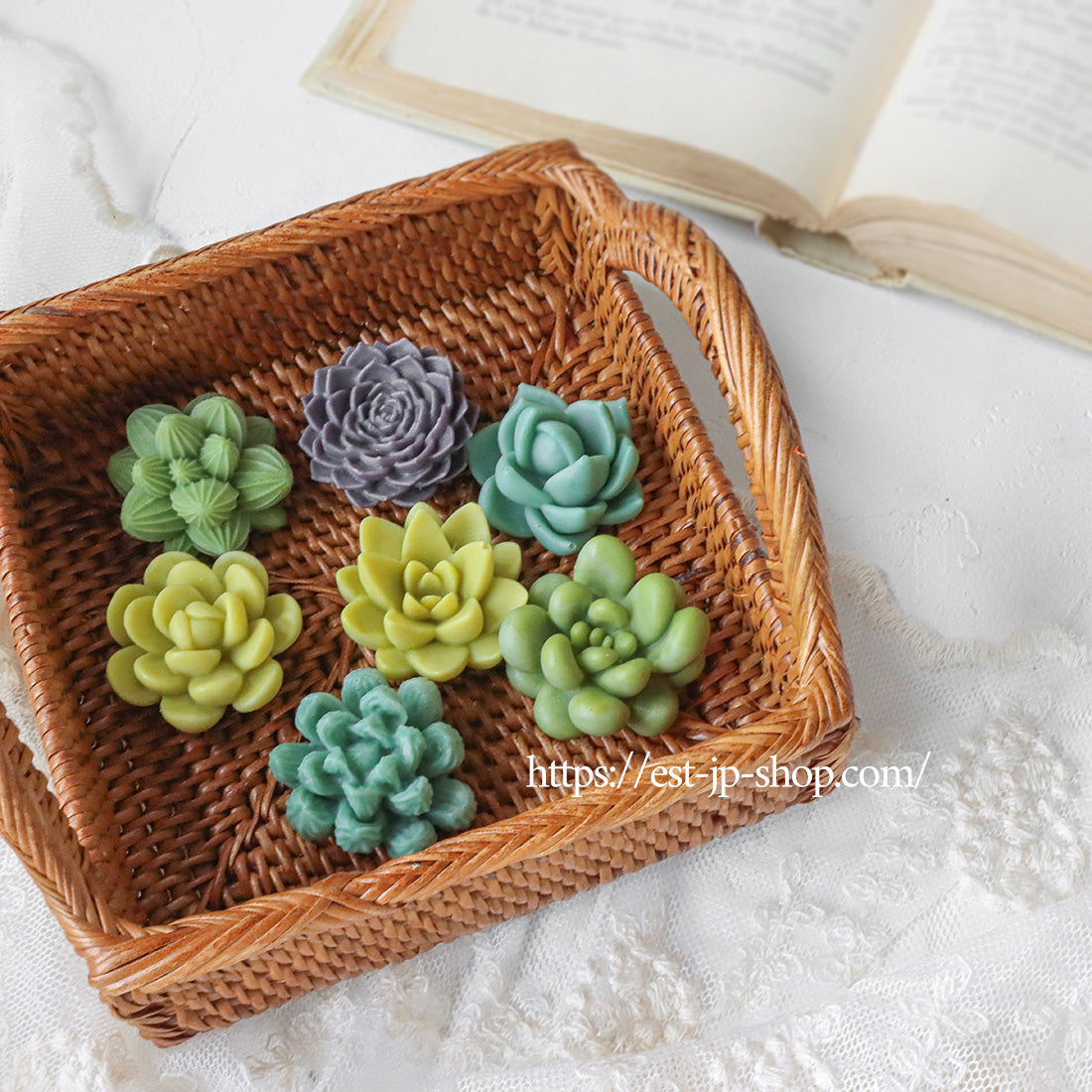 7 types of Succulents