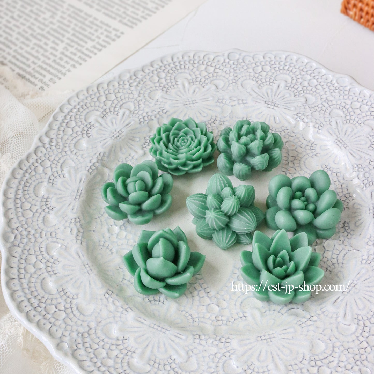 7 types of Succulents