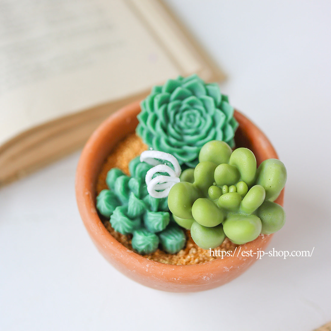 7 types of Succulents