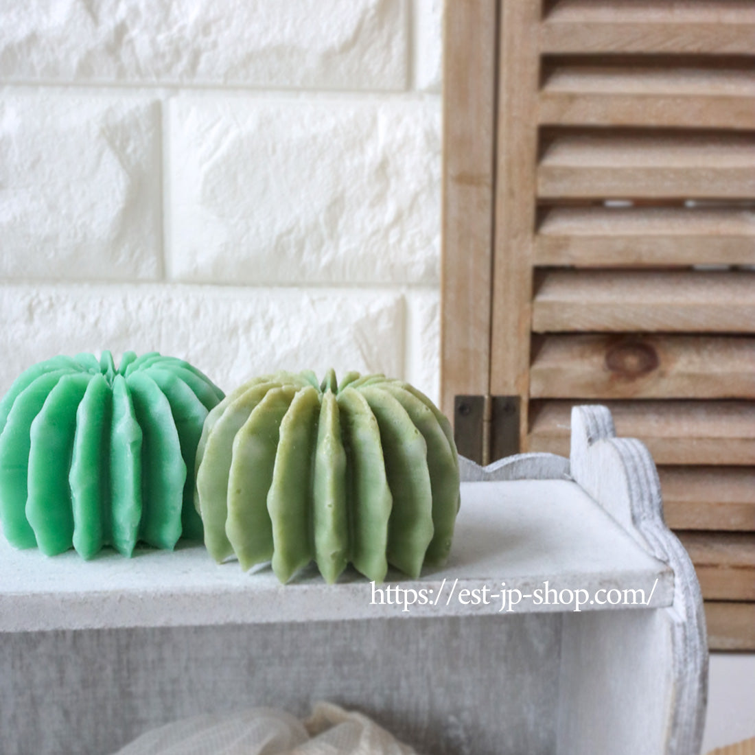 Echinopsis Subdenudata